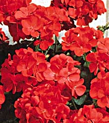 red geraniums